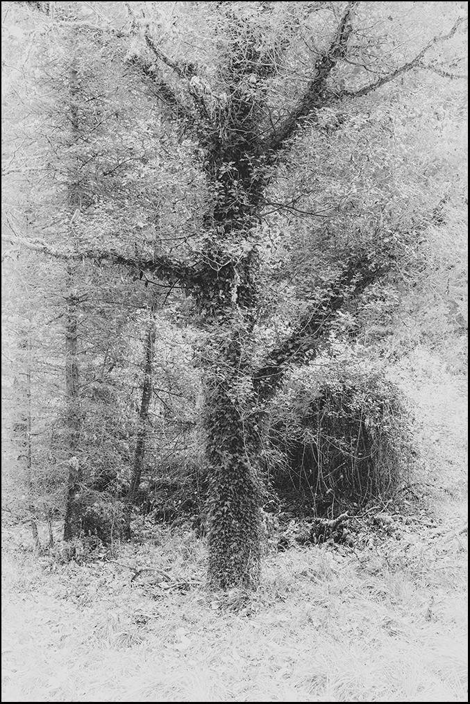 _DSC0545bb